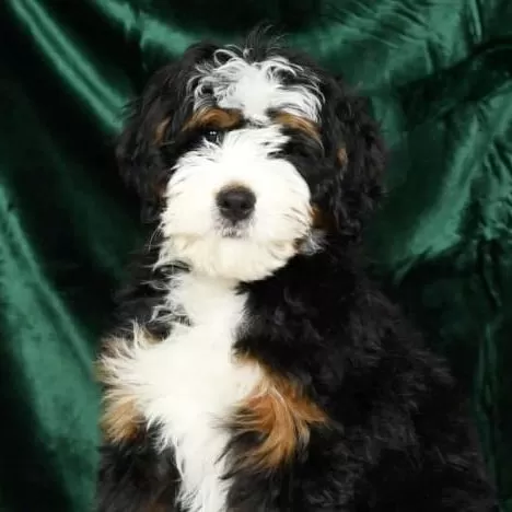 Mini Bernedoodle