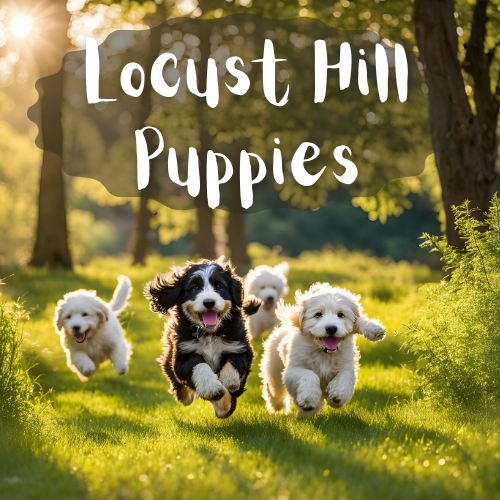 Locust Hill Puppies