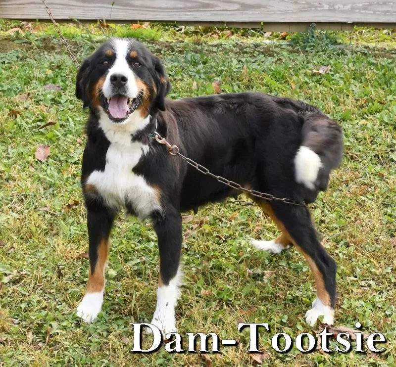 Tootsie